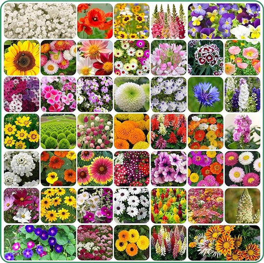 Varieties of Flower Seeds (Pack of 100) + Plant Growth Supplement Free!! Everrd