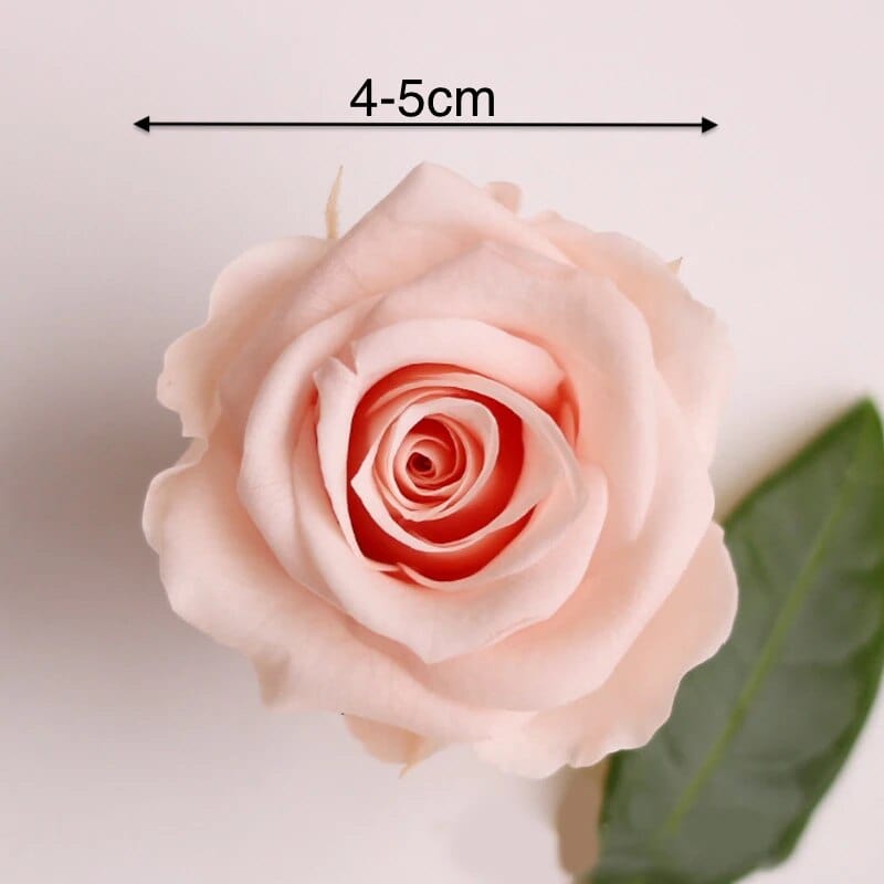 8Pcs/Box Preserved Rose Immortal B Grade Roses 4-5CM Diameter DIY Wedding Decoration Christmas Eternal Flower Of Life Material - EVERRD USA